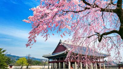 [6 Ngày 5 Đêm-VJ] Khám phá Hàn Quốc mùa hoa anh đào: Busan – Seoul – Đảo Nami – Trải nghiệm Tàu KTX. - Image - 6640