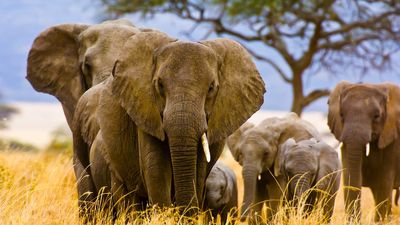 3 Days Masai Mara Safari – Private Midrange Adventure - Image - 12890