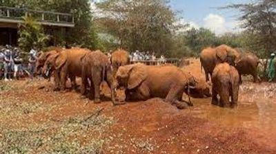 Ultimate Nairobi Wildlife Day Tour ,Nairobi in One Day Safari ,Sunrise Safari & Giraffe Experience - Image - 19846