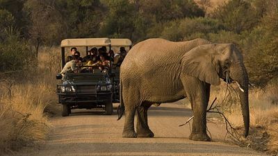 7-Day Kenya Safari Tour: Ultimate Cultural and Safari Adventure Experience - Image - 25404