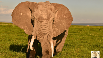5-Day Naivasha, Lake Nakuru and Masai Mara Safari - Image - 18884