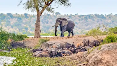 5 Days Gorilla Trekking and Wildlife Safari - Image - 10794
