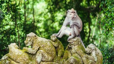 Highlights of Ubud and Tanah Lot - Bali Full Day Tour - Image - 10646