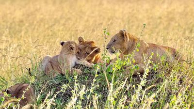 5-Day Upper Mid-Range Best of Tanzania Safari - Image - 20442
