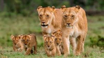 12-Night Kenya Bird & Wildlife Photographic Safari | Tsavo, Amboseli & Masai Mara - Image - 21935