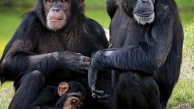 Ultimate Kenya Big Five Safari, Northern Wilderness & Diani Beach Holiday - Image - 19998
