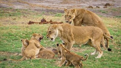 4-Day Mid-Range Serengeti Migration Tanzania Safari - Image - 20601