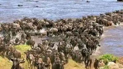 4 Days Lake Nakuru,Masai Mara Budget Tour - Image - 19026