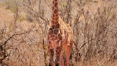 10-Day Kenya and Tanzania Safari: Ultimate Wildlife Immersion - Image - 19055