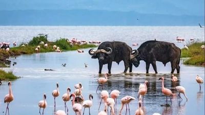 10-Day Kenya and Tanzania Safari: Ultimate Wildlife Immersion - Image - 19054