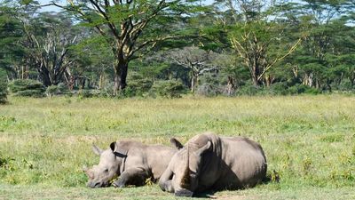 7-Day Kenya Safari Tour: Ultimate Cultural and Safari Adventure Experience - Image - 25405
