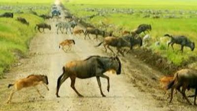 12-Night Kenya Bird & Wildlife Photographic Safari | Tsavo, Amboseli & Masai Mara - Image - 21933