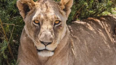 3-Day Samburu Fly-in Safari from Nairobi - Image - 26590
