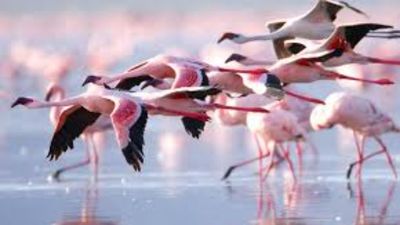 Kenya Photographic Safari Itinerary for the Great Migration: Tsavo to Maasai Mara River Crossings (Peak Season Guide) - Image - 20747