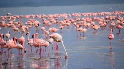 7-Day Kenya Safari Tour: Ultimate Cultural and Safari Adventure Experience - Image - 25409