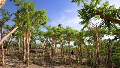 Tour Du Lịch Ấn Độ Dương: Yemen-Socotra - Viên Ngọc Ẩn Của Ấn Độ Dương - Image - 25489