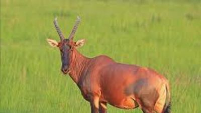 Nairobi National Park Day Tour - Image - 18890