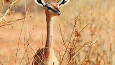 Shimba Hills Day Trip from Mombasa – Sable Antelope, Forest & Waterfalls Safari - Image - 21200