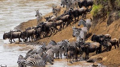 5-Day Maasai Mara Migration Tour & Lake Nakuru Safari 2026 - Image - 25665