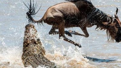 4 Days Maasai Mara Great Wildebeest Migration Safari 2026 - Image - 25654