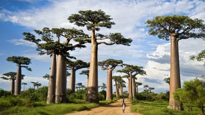 8-Day Unforgettable Great Migration Safari Adventure Luxury - Image - 11797