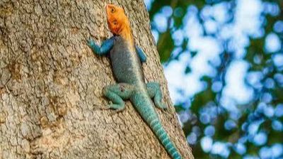 3-Day Tsavo East & Tsavo West Safari from Mombasa - Image - 25578