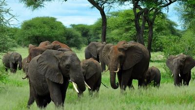 4-Day Shared Daytime Walking and Wildlife Safari - Image - 21899