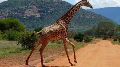 3 Days Tsavo East & Tsavo West Tour from Nairobi - Image - 25453