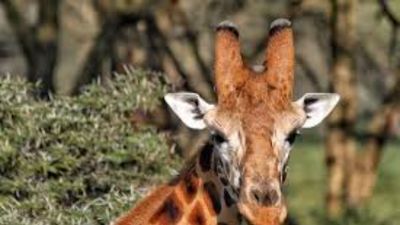 Ultimate Nairobi Wildlife Day Tour ,Nairobi in One Day Safari ,Sunrise Safari & Giraffe Experience - Image - 19844