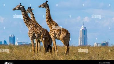 Ultimate Nairobi Wildlife Day Tour ,Nairobi in One Day Safari ,Sunrise Safari & Giraffe Experience - Image - 19840