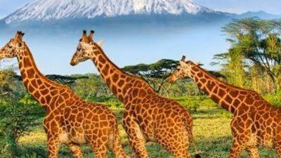 2-Day Tsavo East Safari from Mombasa | Red Elephants Tour - Image - 25571
