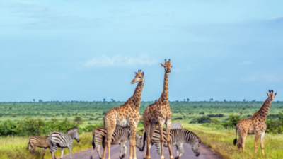 4 Days Lake Nakuru,Masai Mara Budget Tour - Image - 19023