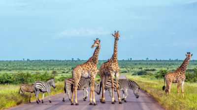 12-Night Kenya Bird & Wildlife Photographic Safari | Tsavo, Amboseli & Masai Mara - Image - 21925