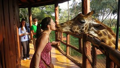 Ultimate Nairobi Wildlife Day Tour ,Nairobi in One Day Safari ,Sunrise Safari & Giraffe Experience - Image - 19848