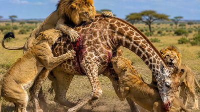 Amboseli National Park Safari - Image - 25258