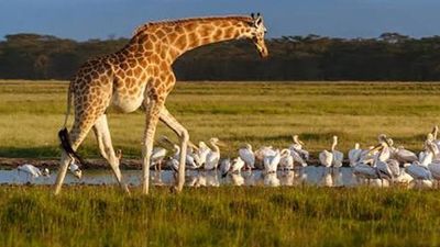 Lake Nakuru national Park 2 Days Tour - Image - 25474