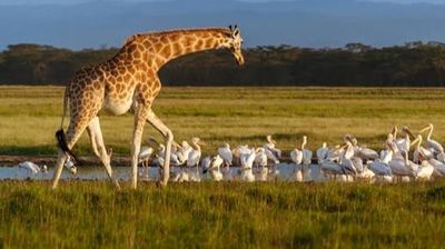 5 Days Amboseli, Lake Nakuru & Maasai Mara Safari - Image - 25662