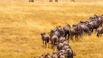 3-Day Ngorongoro, Cofee Tour (Mid-Range Escape ) - Image - 25062