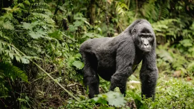 4 Days Gorilla Trekking and Wildlife Safari - Image - 10527