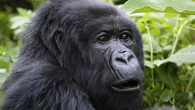 2 Days Gorilla and golden monkey Trekking Safari - Image - 21796