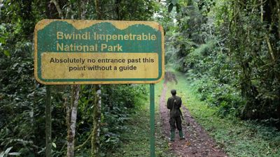 7-Day Uganda Gorilla and Wildlife Safari - Image - 11319