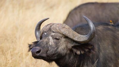 12-Day Ultimate Tanzania Safari & Zanzibar Luxury Escape - Image - 18078