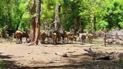 Haller Park Nature Tour Mombasa – Giraffes & Wildlife - Image - 21655