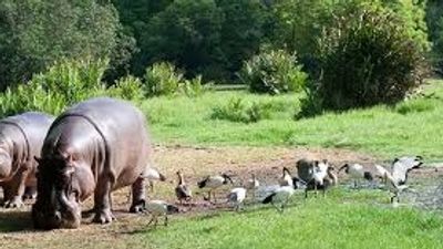 Haller Park Nature Tour Mombasa – Giraffes & Wildlife - Image - 21652