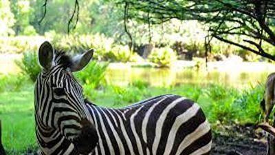 Haller Park Nature Tour Mombasa – Giraffes & Wildlife - Image - 21651