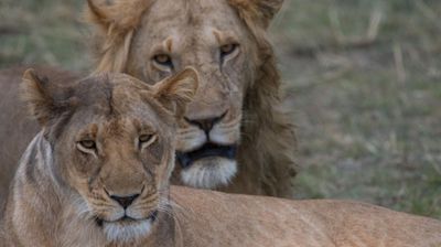 5-Day Luxury Honeymoon Safari Escape - Image - 17964