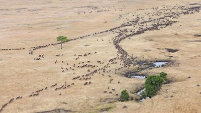 6-Days Serengeti Migration & Big Five Safari - Image - 15201