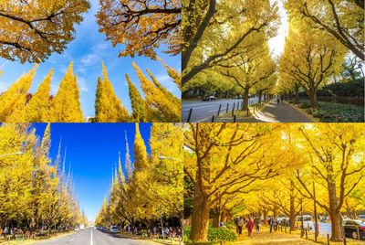Tour Nhật Bản No Shop: Narita - Tokyo - Yamanashi - Nagoya - Osaka - Image - 2058