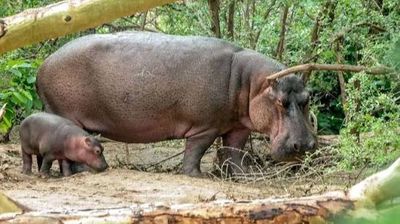 3-Day Tsavo East & Tsavo West Safari from Mombasa - Image - 25576