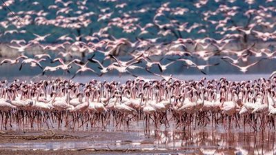 Tour Châu Phi: Hành trình khám phá Kenya - Namibia 13N12Đ - Image - 25378